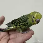 فروخ بادجي