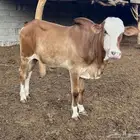 عجل بلدي - حسيل