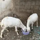 اذكروا الله وصلوا ع النبي 2 ضان اللي بيع درر