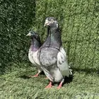 زوج تيدي مستوى بطل