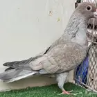تم البيع خارج الموقع