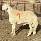 مشاريع صنف الصنف