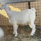 جفره هولنديه