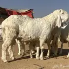 شياه كجلا بفحلها