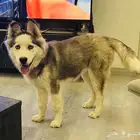 (تبني) أنثى هاسكي سيبيرية أصيلة عمر 10 اشهر (تبني)