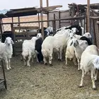 خرفان حريات فل شحم