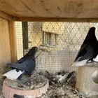 حمام جوز قطايف منتج