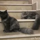 شيرازي ذكر أنثى