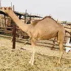 فطيم بكره جاهزه للتدريب