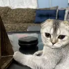 كيتن قطه قط سكوتش فولد شورت هير مستوى بطل أليفه لعوبه