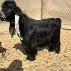 للبيع فحل عارضي منتج ضغط عااالي