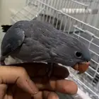 دره تركواز بلو هدد