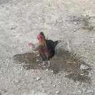 ديك ودجاج للبيع