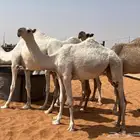 البكره المفروده الكفو