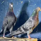 جوز شينا اساس مشروط