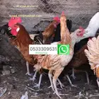 ديوك بلدي 8-9 شهور عنيزة