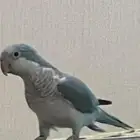 جوز بغبغاء كويكر للبيع الأنثى والفه الذكر يبي له شوي شبه و