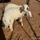 بهم حري