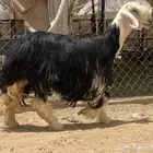 شاه نجديه رباع