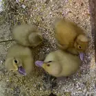 بط عمر من اسبوع الى 10 ايام