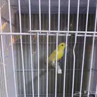 للبيع ذكر كناري مغرد