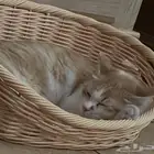 للتبني