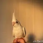 كروان البينو عيون حمر اليف هدد