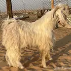 للبيع تيس عارضي ابيض صنف حد 1500