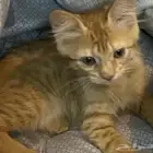 قطط شيرازي للتبني