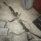 دودة كامري