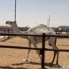 بكره مفروده كفو