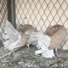 حمام فانتيل