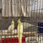 زوج كروان للبيع