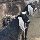 جذعات عوارض