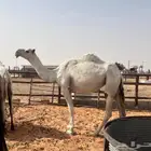 موقع للبيع في سوق المجمعه للماشيه