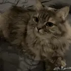 بسه للبيع