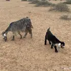 عنز