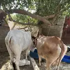 2 بقروحده منتوجه وثني بطنه لها العجل اللي معها وثنيها خبشه