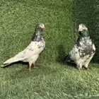 جوز تيدي بعياله
