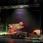 سمكه فلاور هورن (زهره القرن)