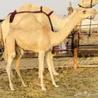 عشرا حره تحتها بكره ومعها شهاده