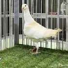 ذكر مالتيز