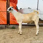 مشروع فحل بيشي