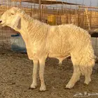 طلي فحل صنف الصنف