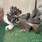 زوج رقاص هندي منتج