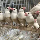 للبيع حضيرة جاوا عكس شرط الأنتاج