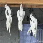 للبيع حضيرة كوكتيل ( كروان )