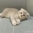 كيتن سكوتش فولد