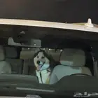 كلب هاسكي بيور للبيع