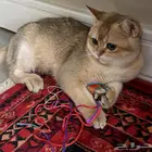 قط سكوتش قولد ستريت للبيع